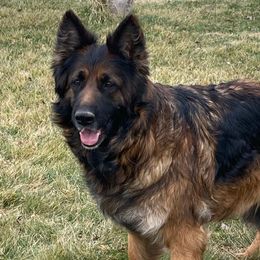 Jovi - German Shepherd