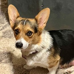 Raven - Pembroke Welsh Corgi