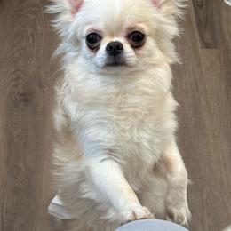 Picci - Cream and white male Chihuahua puppy in Morrisville, North Carolina from Mozzafiato Chihuahuas