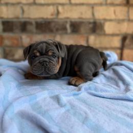Peter - Blue tri-color male Bulldog puppy in Hernando, Mississippi from Blues City Bulldogs