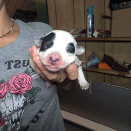 Blue Collar - Blue mottled female Australian Cattle Dog puppy in Bucyrus, Missouri from Piney River Cattle Dogs