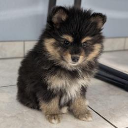 Raven - Tri-color female Pomsky puppy in Temple, Texas from Lone Star Pomsky