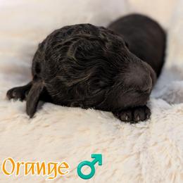 Orange Boy - Brown male Shihpoo puppy in Rockledge, Florida from Stormie's Doodles