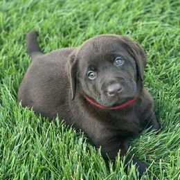 Labrador Retrievers from LaPoe Labradors