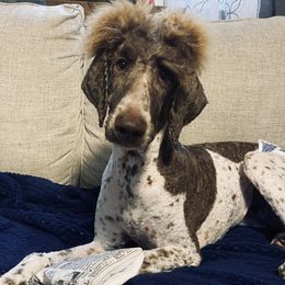 Jessie - Poodle