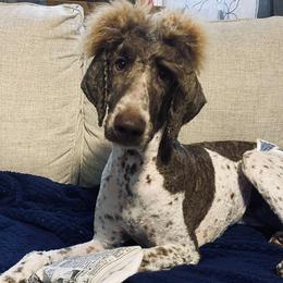 Jessie - Poodle