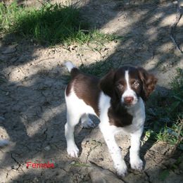 Brittany Puppies from Center Ridge Brittanys