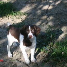 Brittany Puppies from Center Ridge Brittanys
