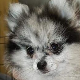 Merlin - Blue merle Pomeranian puppy in Ashland, Mississippi from Kudzu Kountry Kuddlies