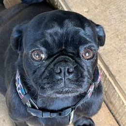 Gypsy - Pug