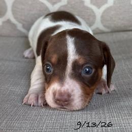 Astro - Chocolate and tan male Dachshund puppy in Joshua Tree, California from Desert Dreams Ranch