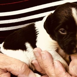 Nala girl 2 - Liver and white female Brittany puppy in Floyd Knobs, Indiana from Cross Creek Brittanys