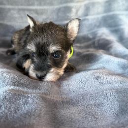 Layla - Salt and pepper female Miniature Schnauzer puppy in Atoka, Oklahoma from Boggy Depot Cavaliers & Friends