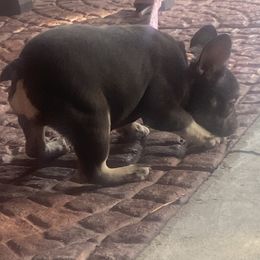 French Bulldogs from Kederrius Duncan's French Bulldogs