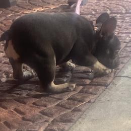 French Bulldogs from Kederrius Duncan's French Bulldogs
