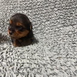 Impeccable Pups in Navarre, FL