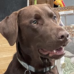 River - Labrador Retriever