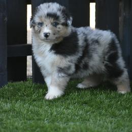 Sarge - Blue merle male Australian Shepherd puppy in Oak Hill, Florida from Swingin T Ranch LLC