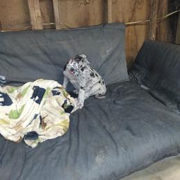 Great Dane Puppies from Morgan's North Alabama Danes