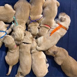 Furry and Bright Litter female - Golden female Golden Retriever puppy in Argyle, Texas from Skarlotte Goldens, LLC