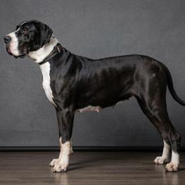 Amoraha - Mantle female Great Dane puppy in Cheyenne, Wyoming from Viking Kennel