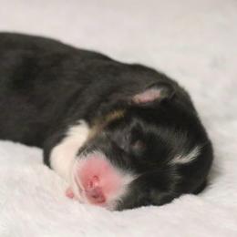 Winter - Black and tan female Pembroke Welsh Corgi puppy in Fayetteville, Arkansas from Intergalactic Corgis