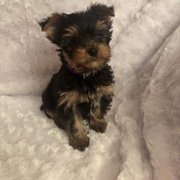 Boy purple - Blue and gold male Yorkshire Terrier puppy in Alburnett, Iowa from Hobbs Shire Yorkies