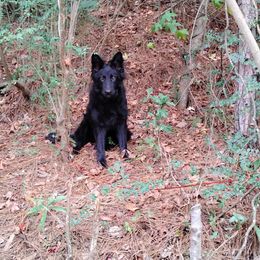 Yati - German Shepherd