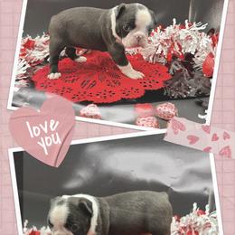 Homer - Seal and white male Boston Terrier puppy in Jacksonville, Florida from Trail’s End Boston Terriers