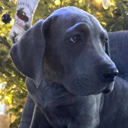 Boy 3 - Blue brindle Great Dane puppy in Wisconsin from Starry Night Great Danes