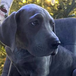 Boy 3 - Blue brindle Great Dane puppy in Wisconsin from Starry Night Great Danes