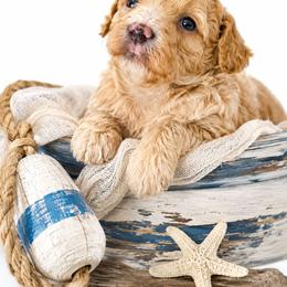 Huck (Blue) - Apricot male Aussiedoodle puppy in Byron, Georgia from Southern Olive Doodles 🫒
