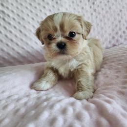 Chloe - Cream and white female Shih Tzu puppy in Sapulpa, Oklahoma from Whitney's Shih Tzus
