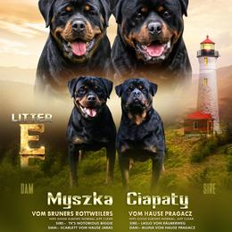 Rottweiler puppies from Karol's Rottweilers