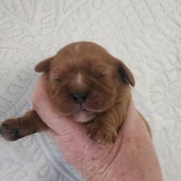 Rudy - Ruby male Cavalier King Charles Spaniel puppy in Albany, Oregon from Hit Parade Cavaliers