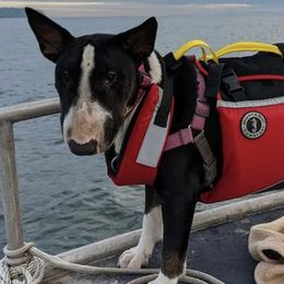 Bull Terriers from Snarfington Bull Terriers