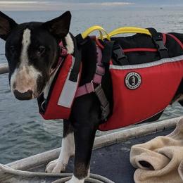 Bull Terriers from Snarfington Bull Terriers
