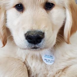 Golden Retrievers from Honey Goldens