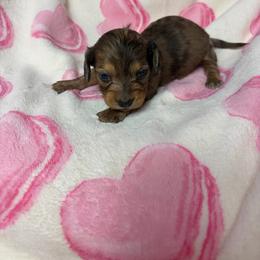 Brooke - Dapple female Dachshund puppy in Lake City, Florida from My Ditzy Doxies of Florida