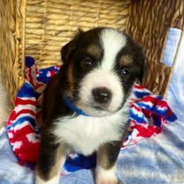 Black Tri Male - Black tri-color male Australian Shepherd puppy in Spanish Fort, Alabama from Southern Luck Aussies