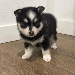 Emery - Black and white male Pomsky puppy in Tonasket, Washington from Washington Pomskies