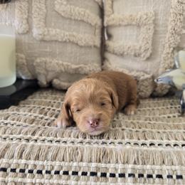 Skye - Red  female Goldendoodle puppy in Floyd, Virginia from Hearts and Paws Poodles and Doodles