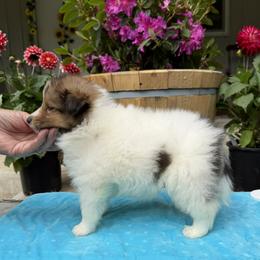 Boy 2 - White and sable male Shetland Sheepdog puppy in Deer Island, Oregon from Conestoga Shelties