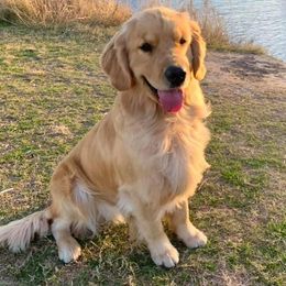 Que - Golden Retriever