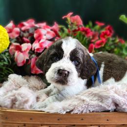 Crunch - Liver white and roan male English Springer Spaniel puppy in Westover, Maryland from Sterling's springer Haven
