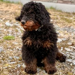 Wilson - Phantom male Bernedoodle puppy in Anchorage, Alaska from Cascade Country Doodles