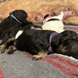 Purple - Phantom female Poodle puppy in Ponce De Leon, Florida from Above the Standard Dogs