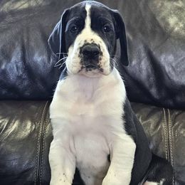 Sharp - Mantle male Great Dane puppy in Castle Rock, Washington from Uber Alles Great Danes