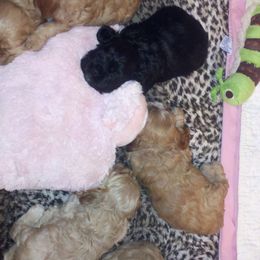 Cocker Spaniel Puppies from Bleumoon Cockers