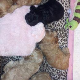 Cocker Spaniel Puppies from Bleumoon Cockers